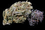 Narnia (NEW STRAIN)