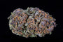 Narnia (NEW STRAIN)